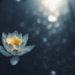 暗く静かな水面に咲く白い睡蓮の花。心の安らぎのイメージ